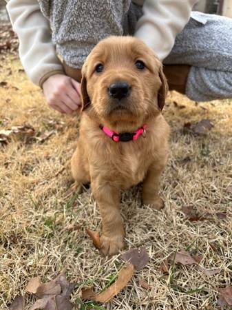 Golden retriever pup