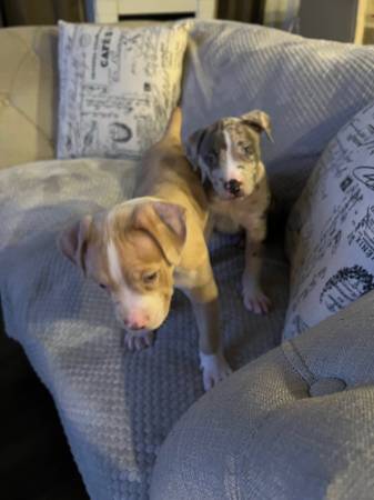 American Bully Puppies need new homes