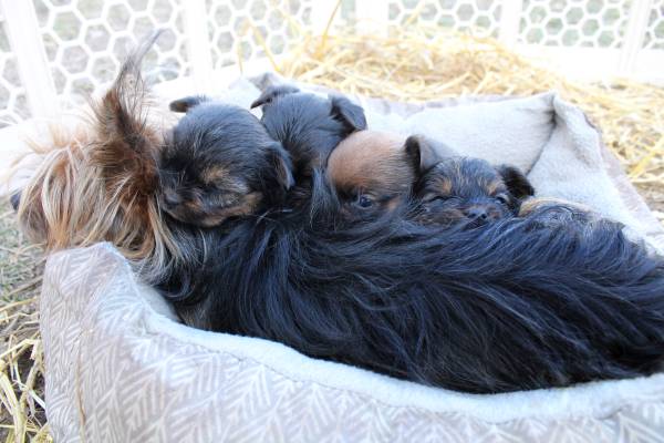 CKC registered yorkies