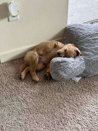 Golden Retreiver Puppy