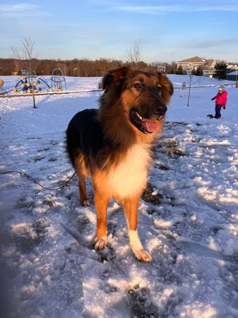 rough collie/german shepherd