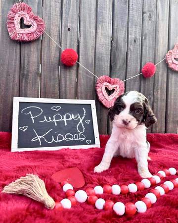 English Springer spaniels