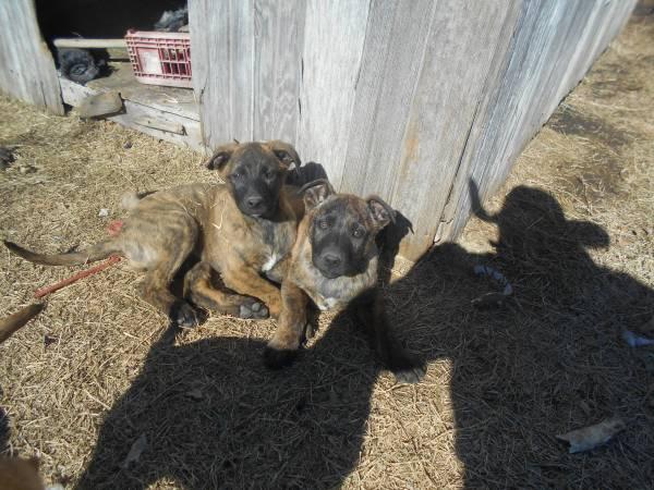 Rehoming Dutch Shepherd cross Puppies