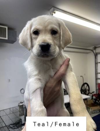 yellow lab puppies