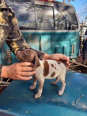 Akc german shorthaired pointer