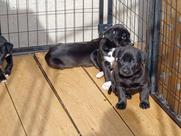 Belgian Malionois/ Pit Puppies