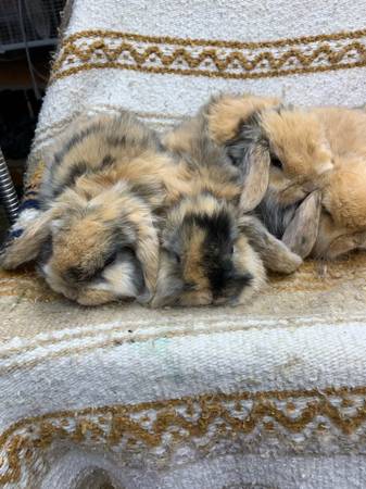 holland lop bunnies rabbits