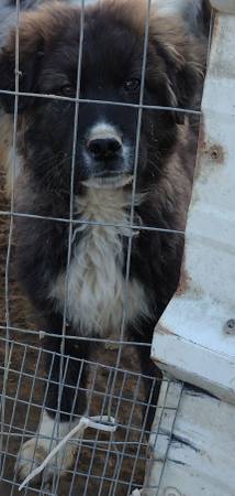 Livestock Guardian Pup