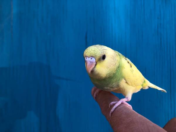 Friendly Budgies and Cockatiels