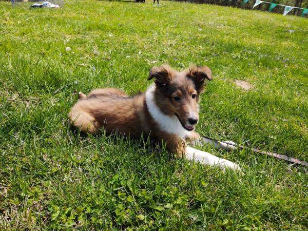 Shetland Sheepdog