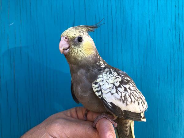 Friendly Budgies and Cockatiels