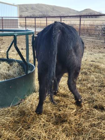 2 year old corriente/Angus bull