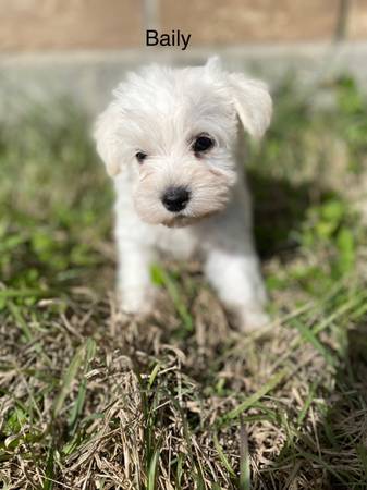 Miniature Schnauzers