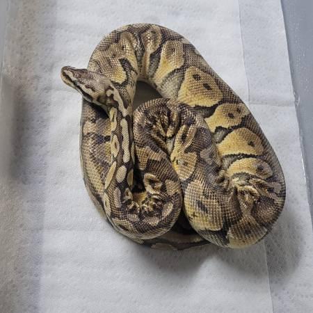 Rehoming Ball Python collection