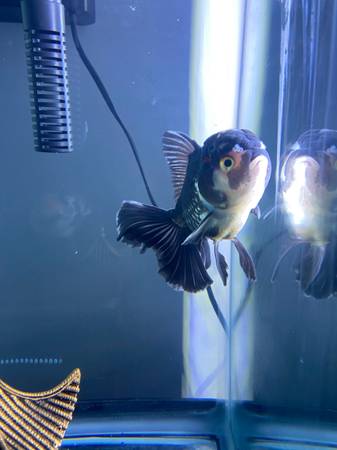 Oranda goldfish