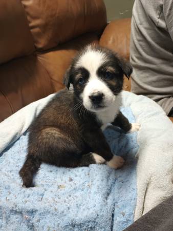 Brindle Puppy Bernie