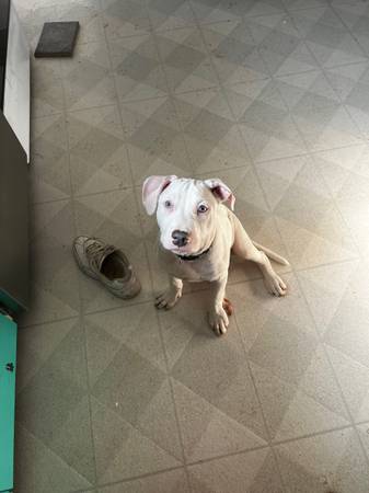 4 month old white male pitbull