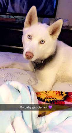 White husky female