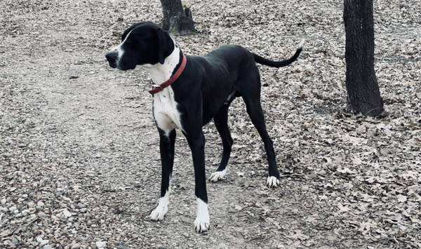 Mantle Male Great Dane