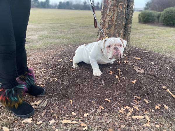 English Bulldog