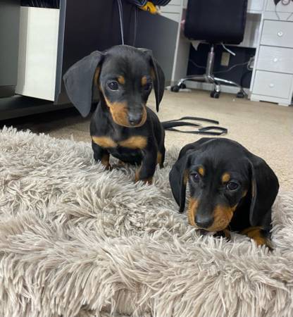 2 female Mini Dachshunds