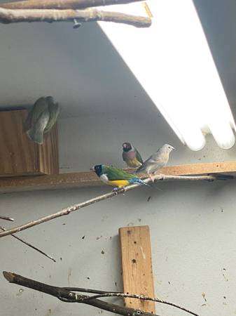 gouldian finches society finches and zebra finches