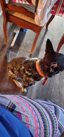 blue heeler dog $20.00 rehoming fee