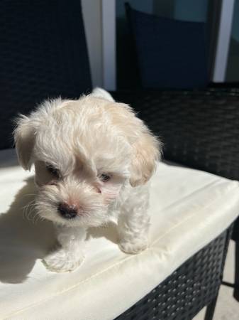 Rehoming seven week old multi poo puppy