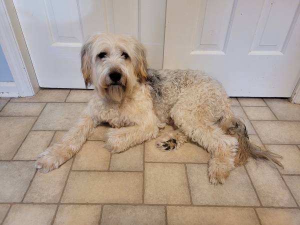 12 month old male Poodle mix