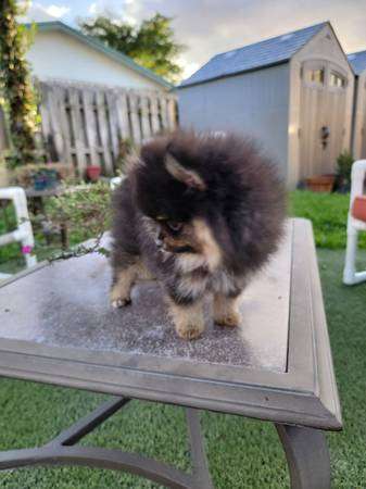 Pomeranian puppy