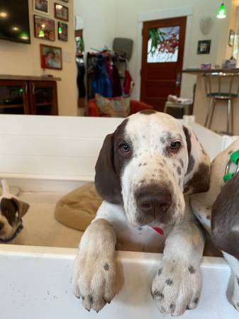 German Shorthaired Pointer Puppies Purebred