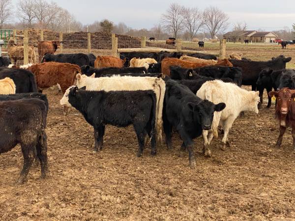 125 heifers