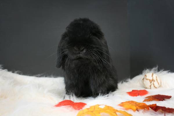 Holland Lop needs a new home