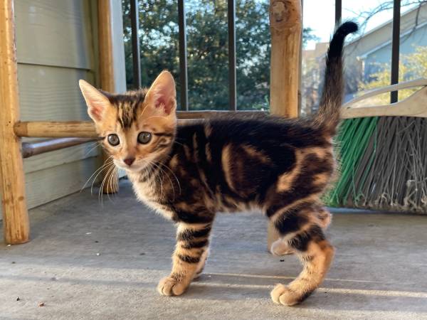 Bengal kittens