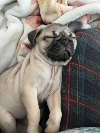 Male pug pup