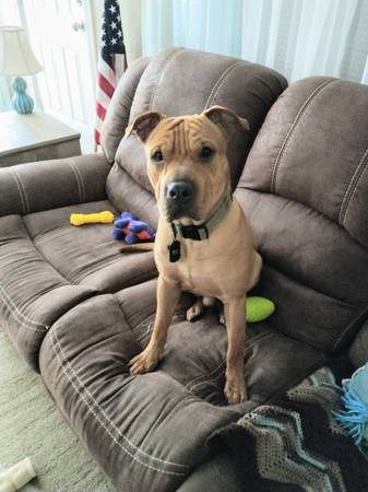 shar pei/pit mix