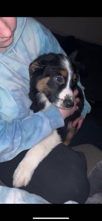 Australian shepherd puppy