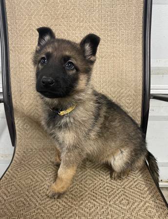 AKC German Shepherd females