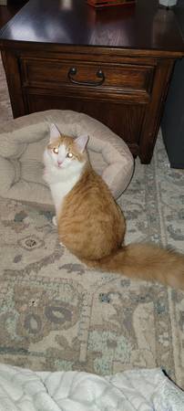 Long Haired Male Kitten