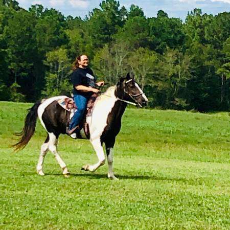 Registered Missouri Foxtrotter