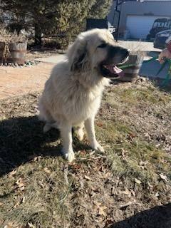 Great Pyrenees LGD