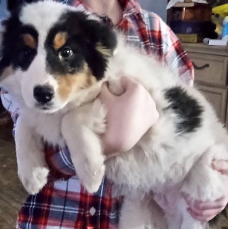 Tricolor Male Australian shepherd puppy male