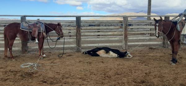 Horse Training