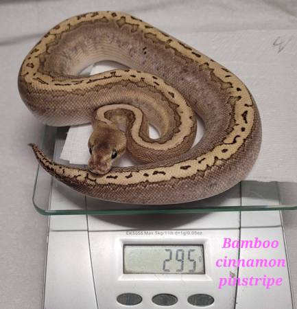 Rehoming ball pythons