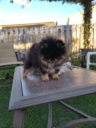 Pomeranian puppy