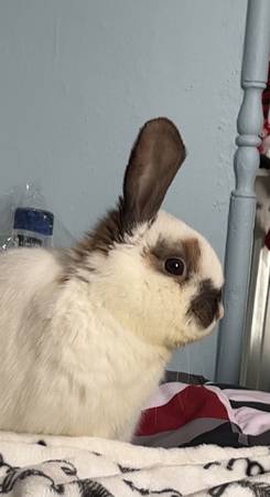 Rehoming Holland Lop