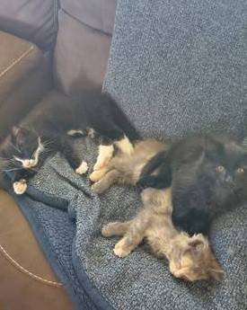 Kittens For Rehoming