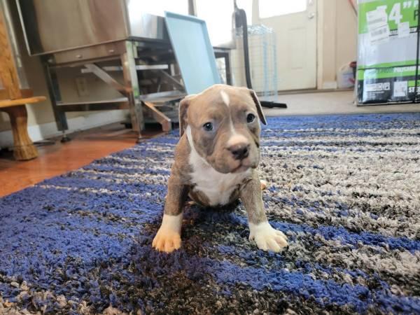 American bully puppies