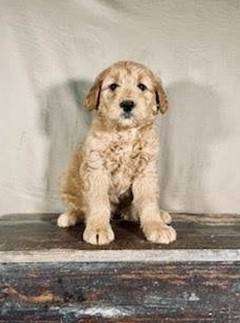 GOLDENDOODLES- NINE FIFTY TO REHOME