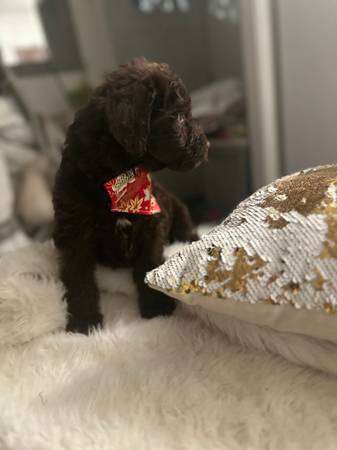 mini labradoodle